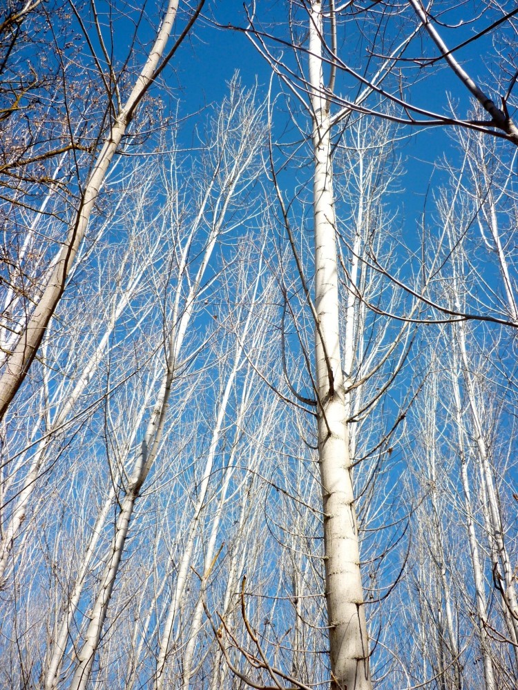 Birch Trees-min